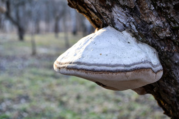 The mushroom on the trunk of tree