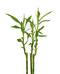 Tige de lucky bambou