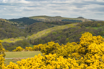 Dartmoor Heather