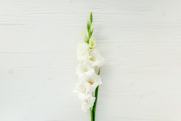 Beautiful white gladiolus flower on white background. Flat lay, top view.