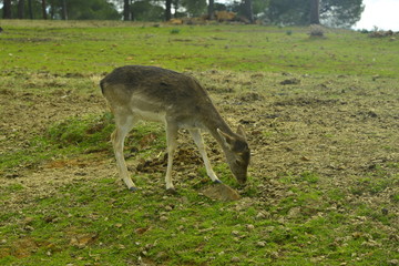 Naklejka na ściany i meble The Cape springbok or springbok is a species of artiodactyl mammal of the subfamily Antilopinae