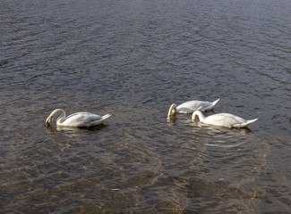 Three swans in a pond