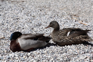 Male and female of mallard