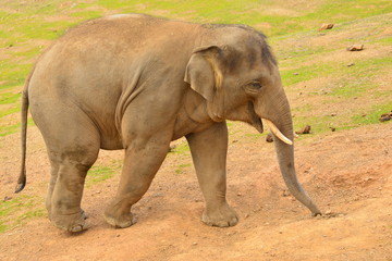 Elefante africano © martinred