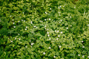 Forest glade of blossoming strawberries