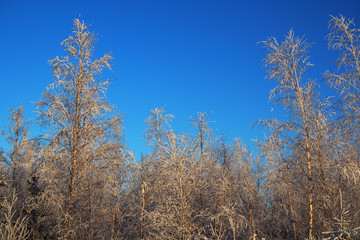 Frozen coniferous tree against the blue sky. Wild snow-covered pine trees in the forest. Winter fairy-tale idyllic tranquility with the trees in frost. 