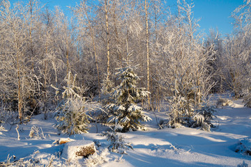 Wild snow-covered coniferous trees. Winter fairy-tale idyllic tranquility with the trees in frost.