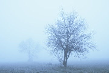 Fototapeta na wymiar Trees in the fog