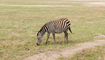 Fototapeta na wymiar Closeup of Burchell's Zebra (scientific name: Equus burchelli) in the Ngorogoro National park, Tanzania