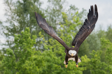 Flying Bald Eagle