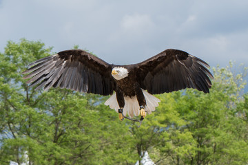 Flying Bald Eagle