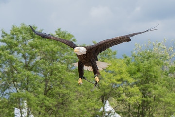 Flying Bald Eagle
