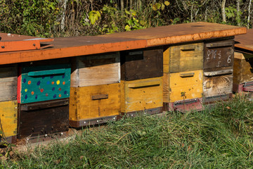 Bienenbeuten, Behausungen für Bienen auf einer Wiese.