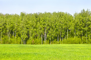 Obraz premium Landscape forest with birch tree (Betula pendula), bushes and glade in spring