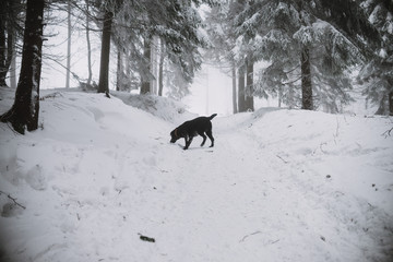 black Labrador dog in the snow in forest