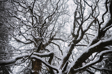 tree covered by snow, winter background