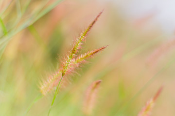 Mission grass or desho grass in the evening sky, Evening in the meadow, Beautiful pastures in the evening, reative nature images used as background, Selective focus