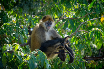 Obraz premium Spider Monkey