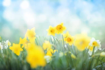 Photo sur Aluminium Narcisse Spring flowers meadow background