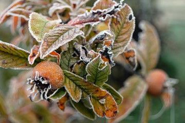 Mispel mit Früchten bei Reif