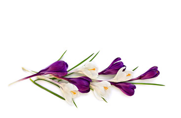 Violet and white crocuses (Crocus vernus) on a white background with space for text. Top view, flat lay.
