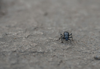 Small Black Insect Crawls on Sand