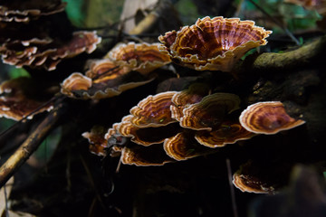 Mushroom, Ling zhi mushroom on an old piece of wood in the tropical rain forest