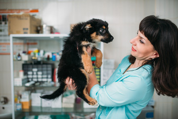 Veterinarian holds dog in hands, veterinary clinic