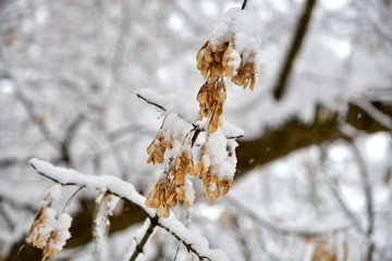 Beautiful winter forest after the fallen snow.