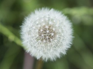 Dandelion fluff