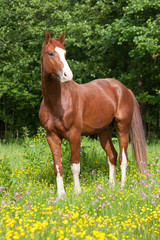 Naklejka na ściany i meble Portrait of nice hot-blooded horse on meadow