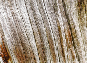 old wood texture with cracks and twists