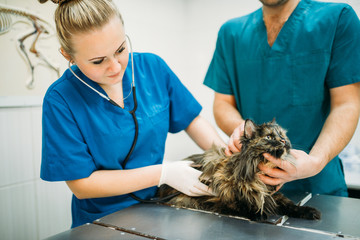 Veterinarian examining cat, veterinary clinic