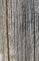 old wood texture with cracks and twists