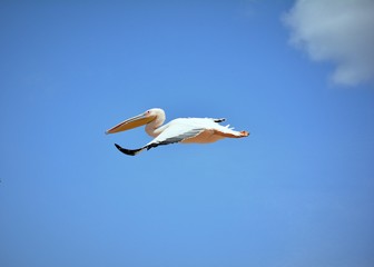 oiseau