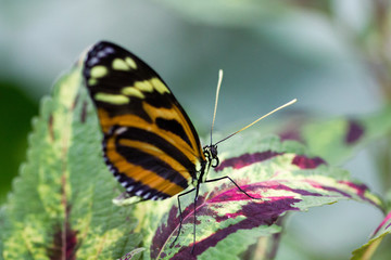 Fototapeta na wymiar Papillon antenne blanche