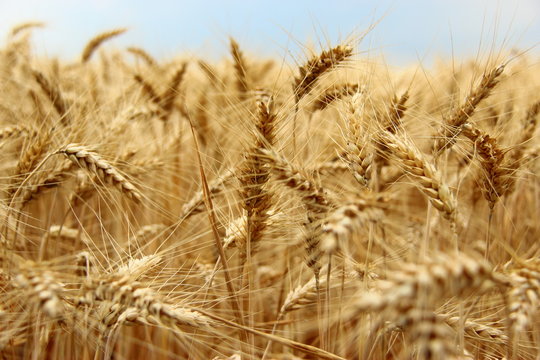 Champ de bl&eacute;