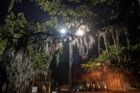 Spanish Moss Under Street Lamp