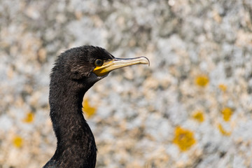 Head of Double-crested cormorant, Phalacrocorax auritus