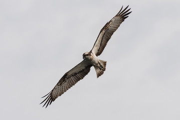 Osprey Hunting