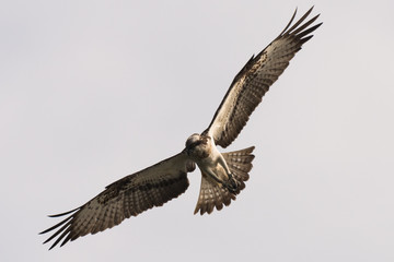 Osprey Hunting Pandion haliaetus