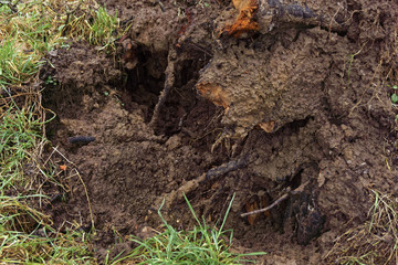 uprooted tree after a windstorm, close up