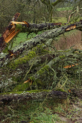dilapidated tree trunks in nature, close up