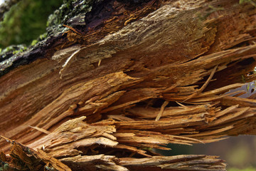 broken tree after a storm, close up