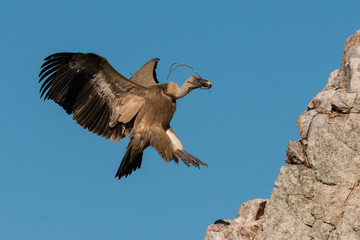 Griffon vulture Gyps fulvus in Extremadura