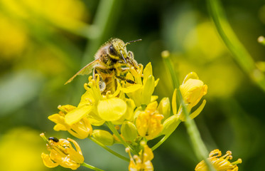 Abeille butine colza