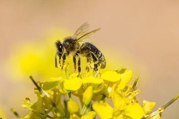 Abeille butine colza
