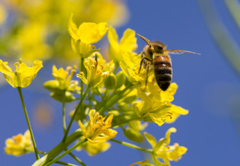 Abeille butine colza