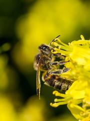 Abeille butine colza