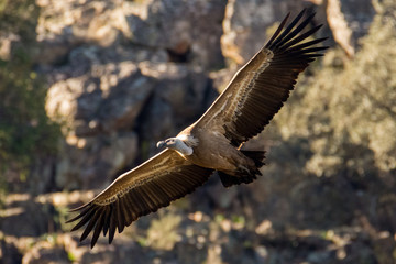 Griffon vulture Gyps fulvus in Extremadura, Spain